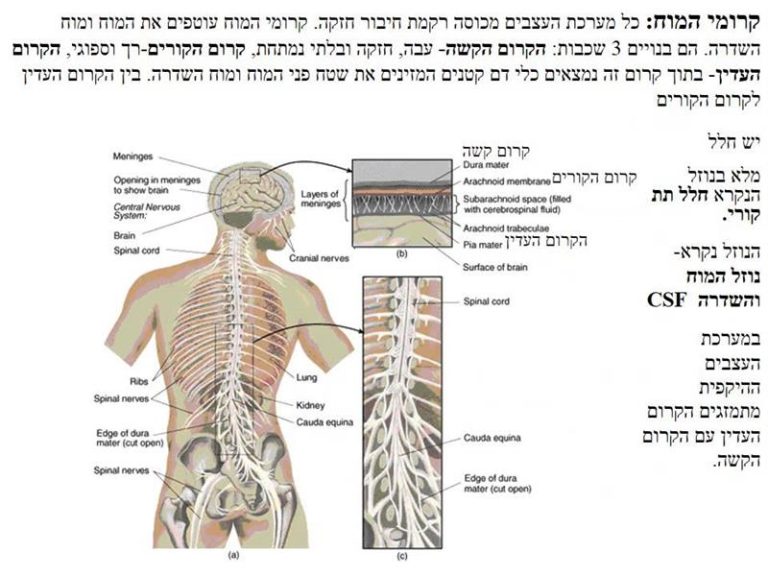 מדיטציה להרפיה ולהתעוררות