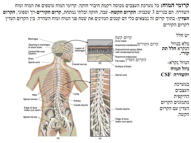 מדיטציה להרפיה ולהתעוררות