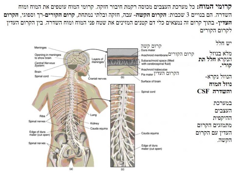 מערכת העצבים